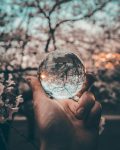 hand holding crystal ball inverting background of tree branches
