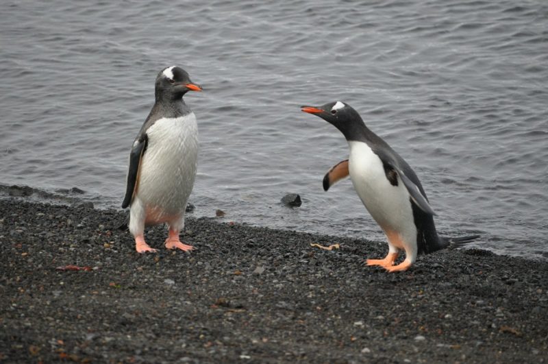 Two penguins one appearing to be objecting to something.